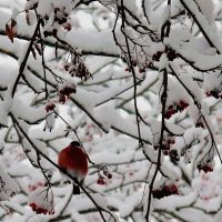 Как розовые яблоки на ветках снегири! :: Наталья Лунева 