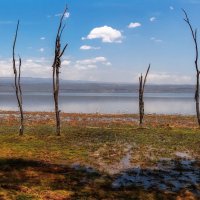 Озеро Найваша (Lake Naivasha)... Кения! :: Александр Вивчарик