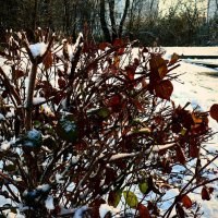 Зима в Южной Германии 41 :: Алексей Кузнецов