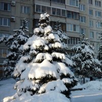 Ёлочка в снегу :: Вера Щукина