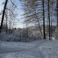 Тропинки в зимнем лесу :: Ольга Довженко