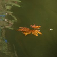 Осенний  лист в воде :: Валентин Семчишин