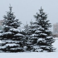 Зима в парке :: Вера Щукина