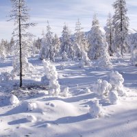 Снежные жители :: Galina Iskandarova