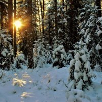 Короткий зимний день в лесу :: Ольга Митрофанова