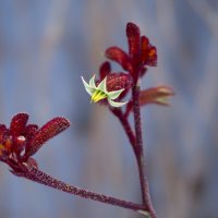 anigozanthos :: Zinovi Seniak