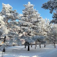 Сосны в снегу :: Динара Каймиденова