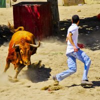 Наперегонки с быком :: azambuja 