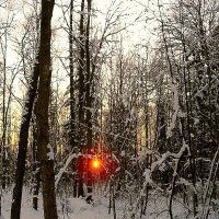 Закат солнца в зимнем лесу. :: Лия ☼