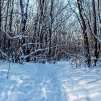 Утром в лесу зимой :: Юрий Стародубцев
