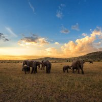 Вечер,саванна и слоники... Кения! :: Александр Вивчарик
