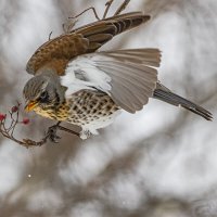 Последняя ягодка :: Анна Иларионова