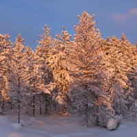 Лесными тропами :: Ольга 