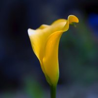 calla :: Zinovi Seniak