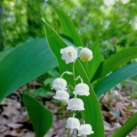 Снег сегодня и метель, а мне вспомилась весна :: Raduzka (Надежда Веркина)