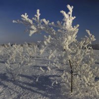 Причуды зимы 4 :: Сергей Жуков