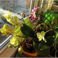 Орхидеи :: Тарасова Вера 