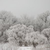 Седая зима :: ирина лузгина 