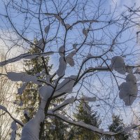 Снег на ветках :: Сергей Цветков