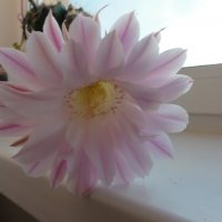 Цветок кактуса :: марина ковшова 