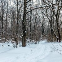 В зимний лес, по снежном покрову.. :: Юрий Стародубцев