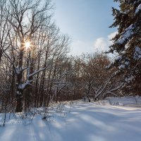 Солнечный зимний пейзаж :: Александр Синдерёв