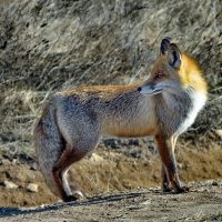 Степная лисичка на охоте :: Ольга Голубева