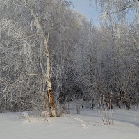 Морозный лес :: Татьяна Лютаева