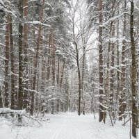 Зимний лес :: Алла Захарова
