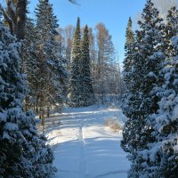В зимнем лесу :: Валерий Медведев