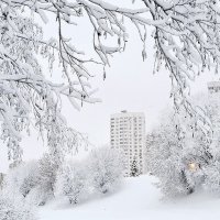 БелоСнежность... :: Лариса Масалкова