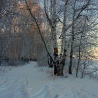 Зимний лес :: Нэля Лысенко