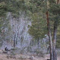 Спутанный лес. :: Штрек Надежда 