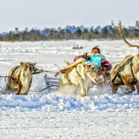 Вперед, залётные! :: Георгий Кулаковский