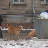 Перебирают мусор во дворе, а надо бы - и в голове!... :: Alex Aro Aro Алексей Арошенко