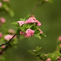 Весна - красна не за горами ! :: barsuk lesnoi