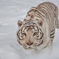 Бенгальский тигр,белая версия. :: аркадий 
