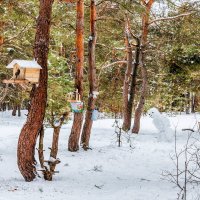 Зимняя природа леса.. :: Юрий Стародубцев
