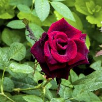 Мир  цветов, бархатная  роза :: Валентин Семчишин