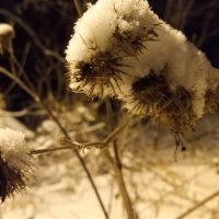 зима колючки нежно спрятала под снег. :: Серж Поветкин