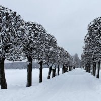 ЗАСНЕЖЕННАЯ ЛИПОВАЯ АЛЛЕЯ В УСАДЬБЕ КУСКОВО :: Валентина 