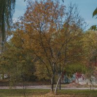 Осень  в Гагаринском  парке :: Валентин Семчишин