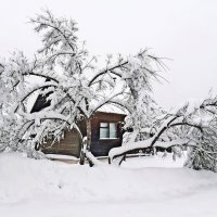 Под тяжестью снега :: Юрий Пучков