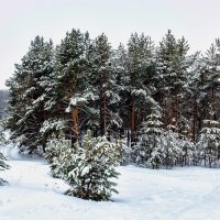 А вот и зимний лес.. :: Юрий Стародубцев