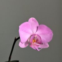 Орхидея :: Лариса С.
