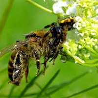 Паук и мухи делят пчелу ) :: Константин Штарк