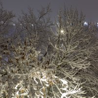 Заснеженные ветви деревьев :: Александр Синдерёв
