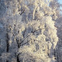 Берёзы в зимнем одеянии. :: VasiLina *