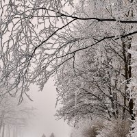 Туманное утро в Купчине :: Юрий Бутусов
