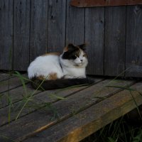 суровые деревенские коты :: Наталья 